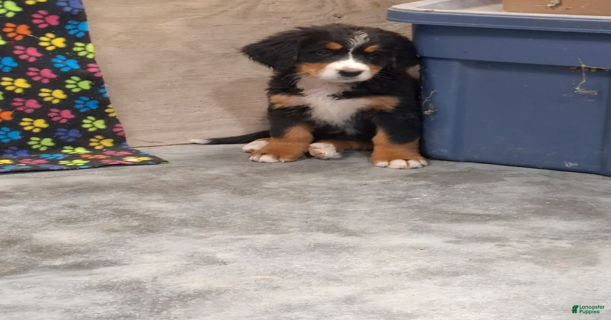 Bernese Mountain Dog Puppies for sale | Lancaster Puppies