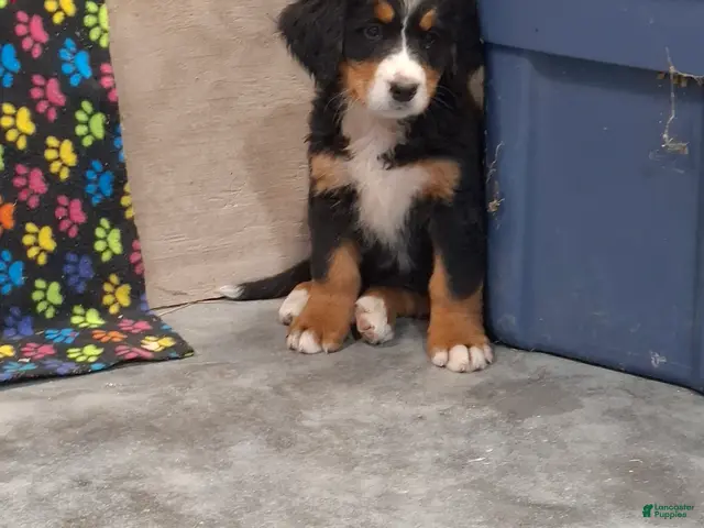 Bernese Mountain Dog dogs Sally - Ad 1