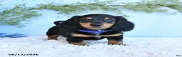 Miniature Dachshund dogs for sale: Kenny - Ad 4