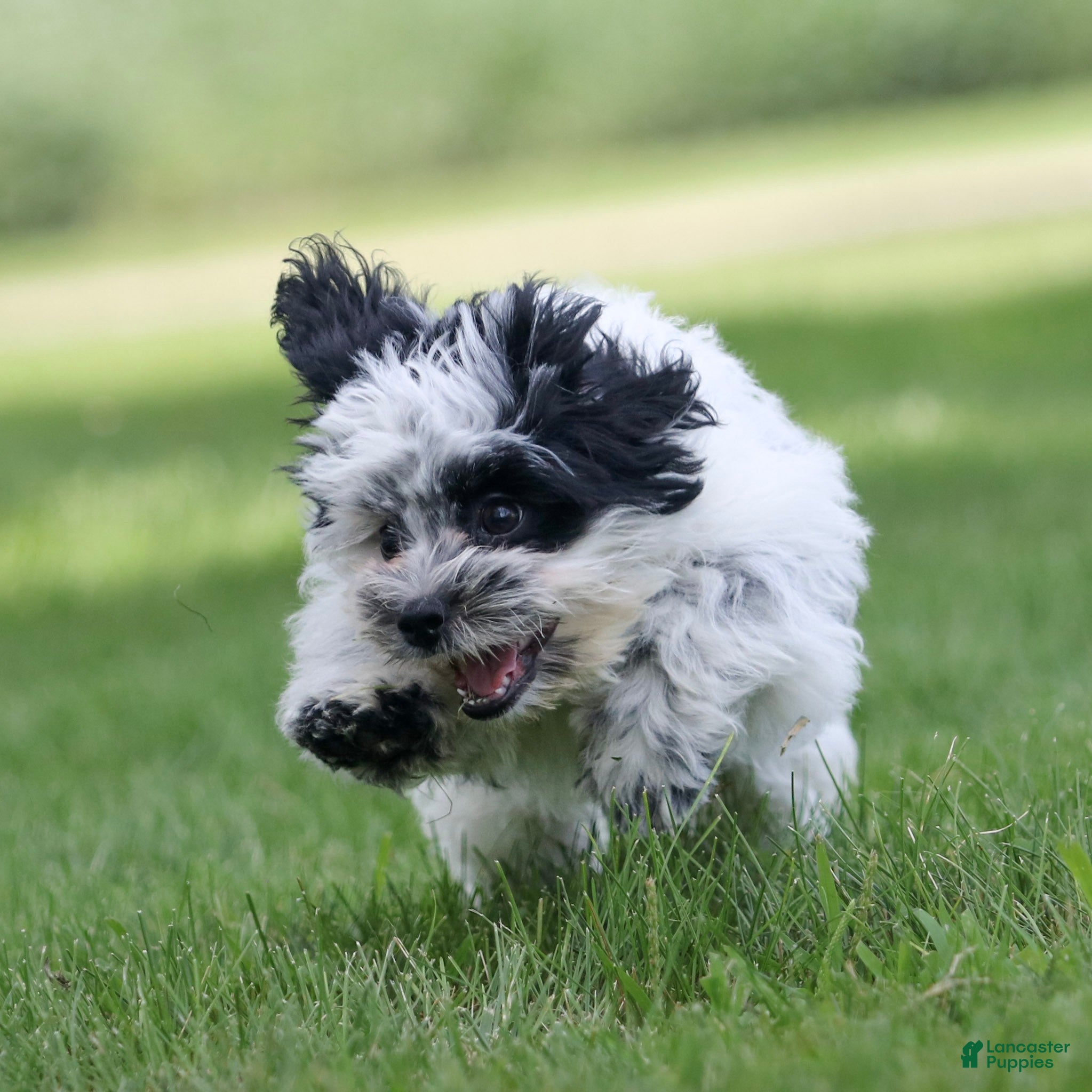 Teddy Bear dogs Oreo Teddy Bear Puppy  - Ad 2