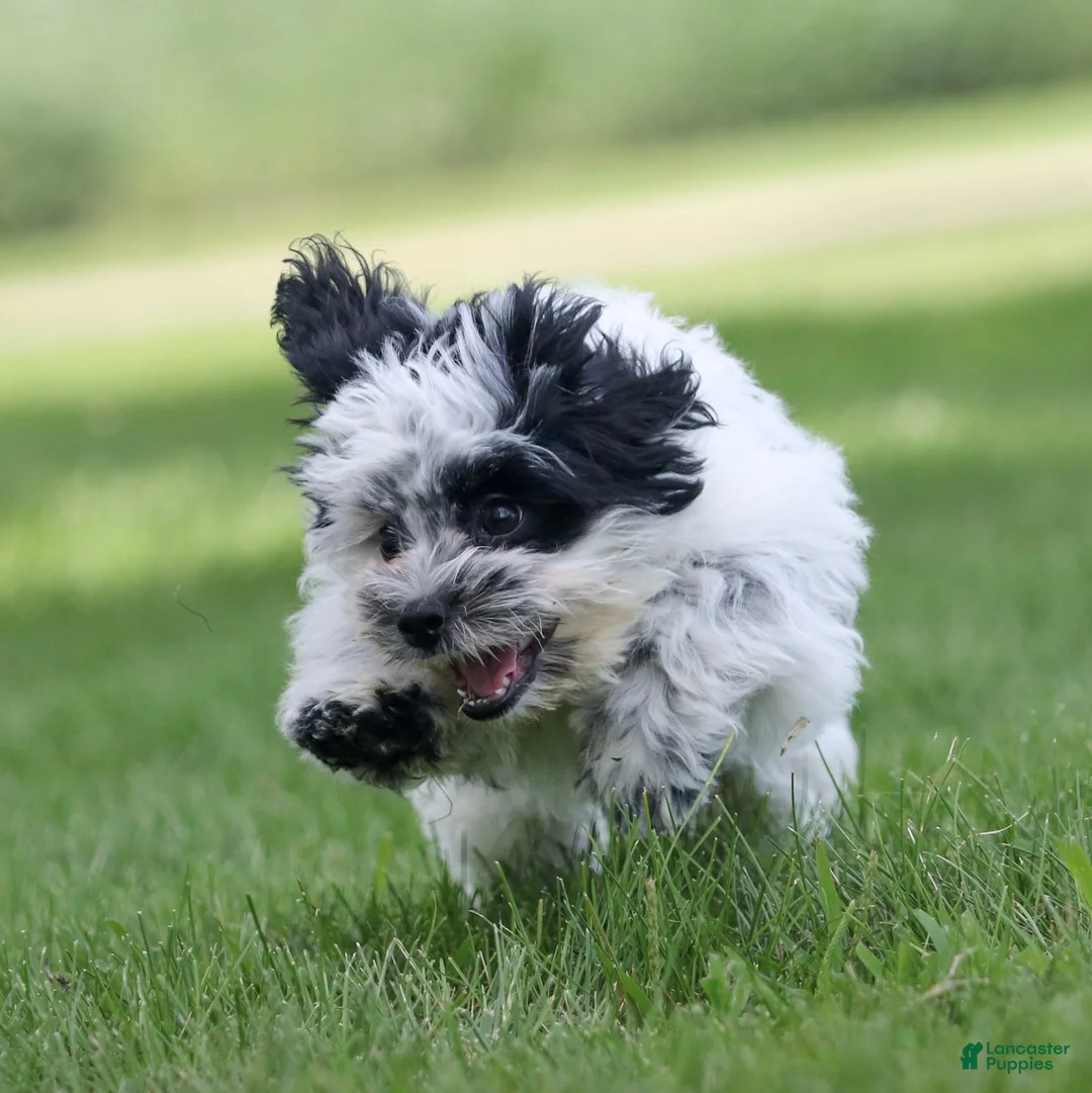 Teddy Bear dogs for sale: Oreo Teddy Bear Puppy  - Ad 2