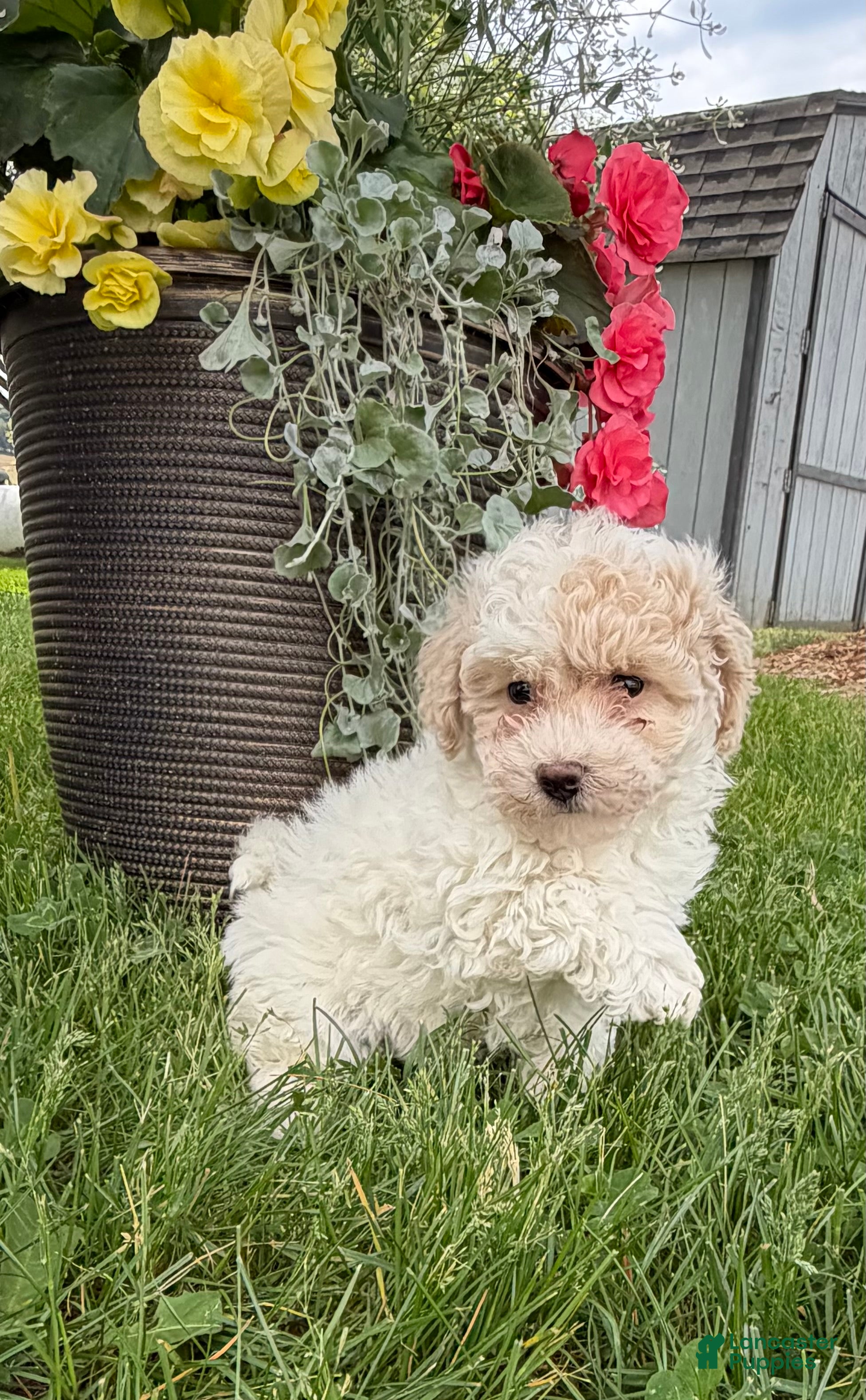 Bichpoo dogs for sale: Fred - Ad 2