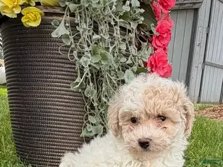Bichpoo dogs for sale: Fred - Ad 2