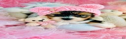 Biewer Terrier dogs for sale: Biewer Terrier 1 - Ad 1