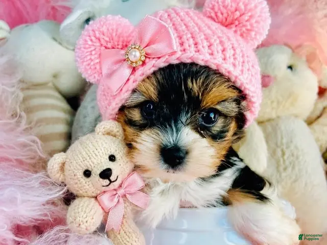 Biewer Terrier dogs for sale: Biewer Terrier 1 - Ad 1
