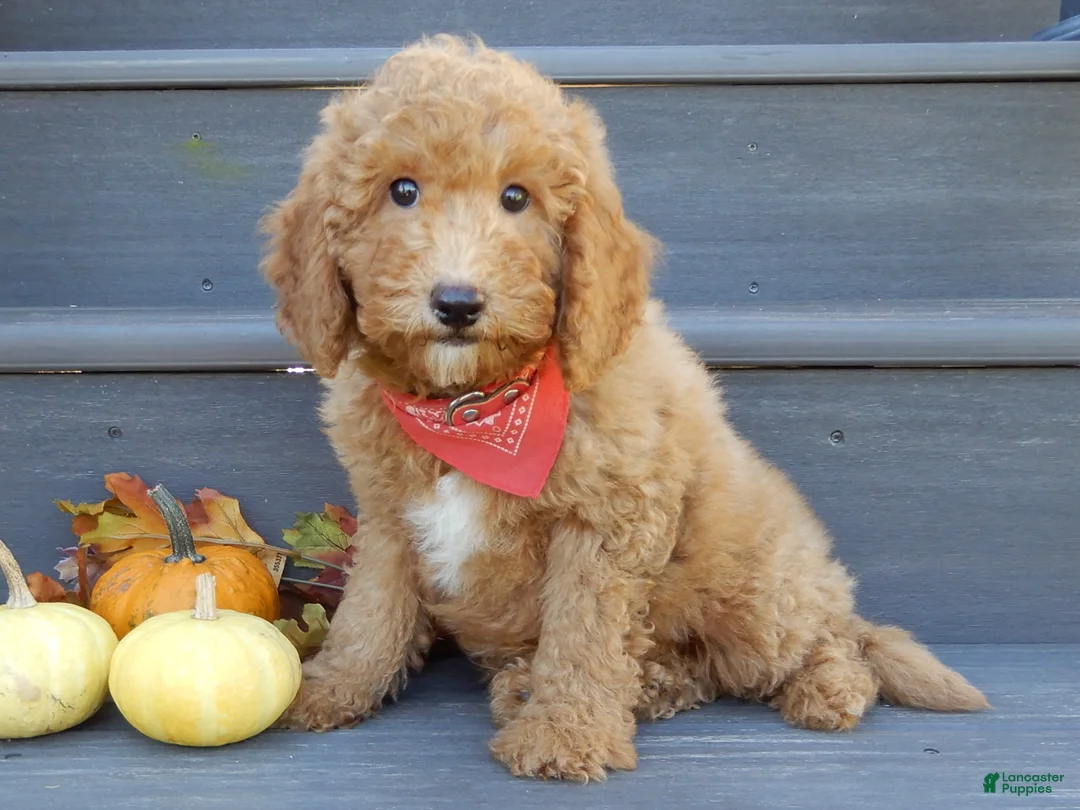 Mini Goldendoodle dogs for sale: Sammy - Ad 1