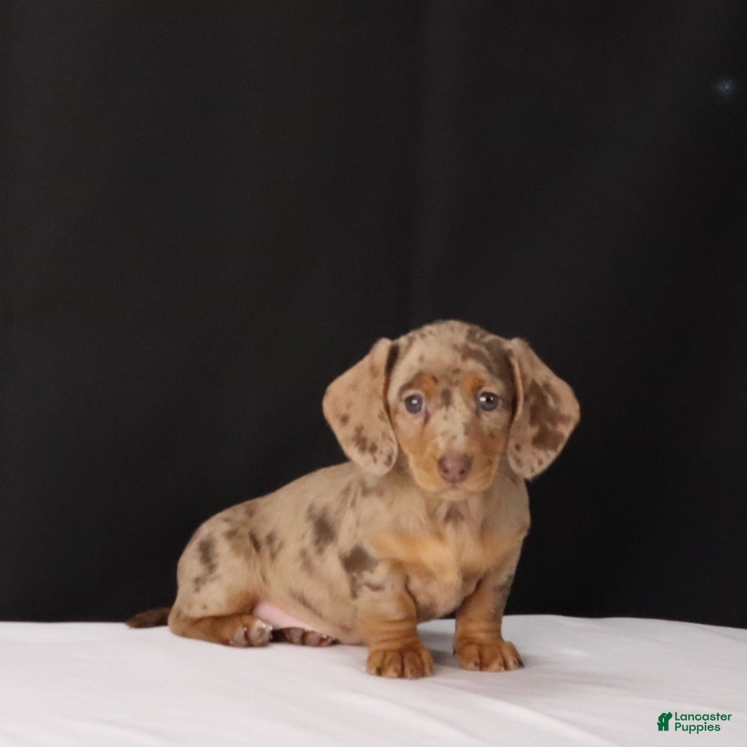 Dachshund dogs for sale: Twila - Ad 5