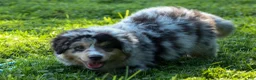 Miniature Australian Shepherd dogs for sale: LANDON [ new pictures] - Ad 11