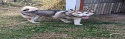 Alaskan Malamute dogs for sale: Willow - Ad 1