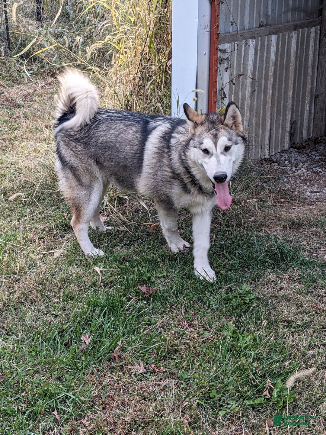 Alaskan Malamute dogs for sale: Willow - Ad 1