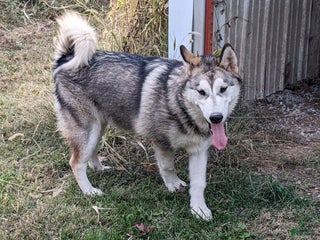 Alaskan Malamute dogs Willow - Ad 32
