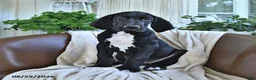 Great Dane dogs for sale: Baxter - Ad 4