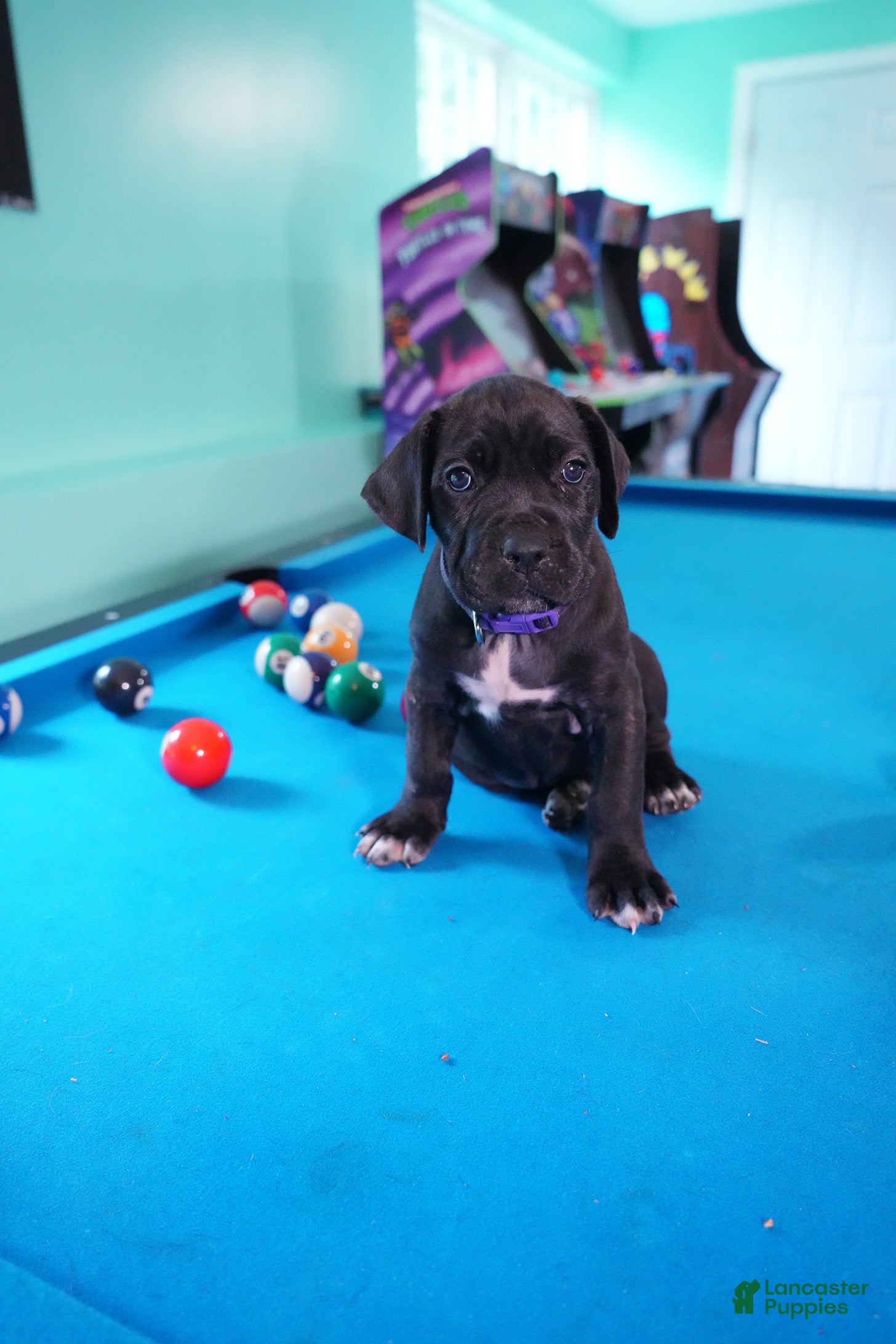Cane Corso dogs Shuri - Ad 1