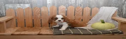 Cavalier King Charles Spaniel dogs for sale: Woodling - Ad 5