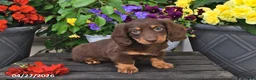Dachshund dogs for sale: Skye - Ad 3