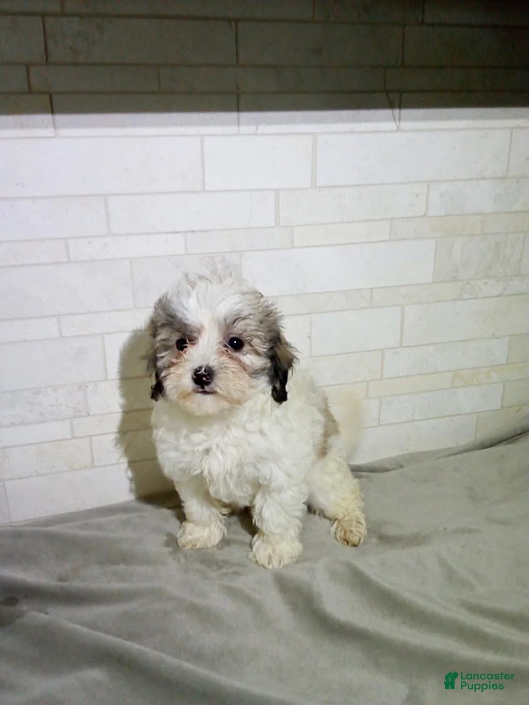 Maltipoo dogs for sale: Penny - Ad 1