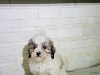 Maltipoo dogs for sale: Penny - Ad 1