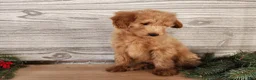 Mini Goldendoodle dogs for sale: Reno - Ad 4