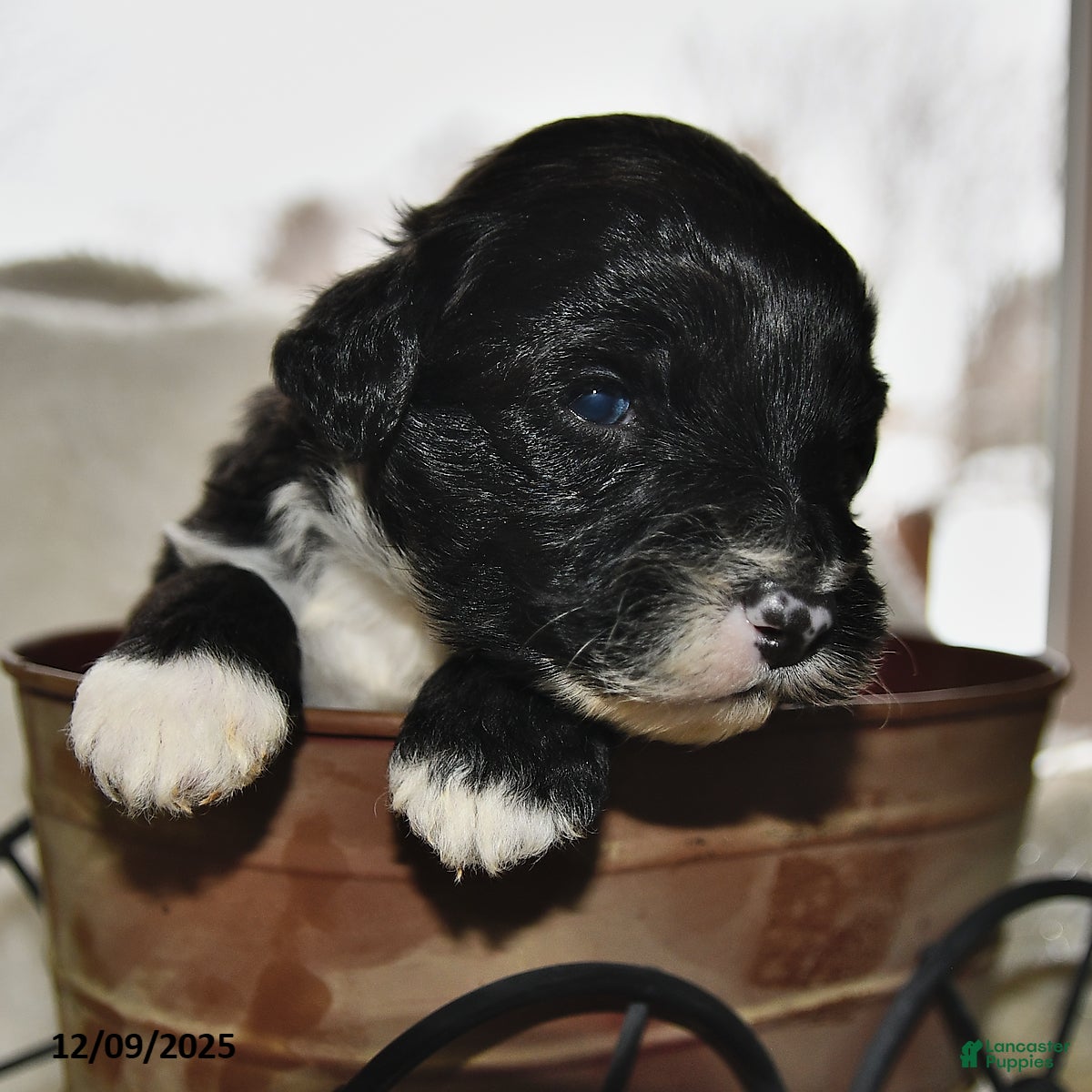 Portuguese Water Dog dogs Disco - Ad 1