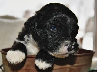 Portuguese Water Dog dogs Disco - Ad 28