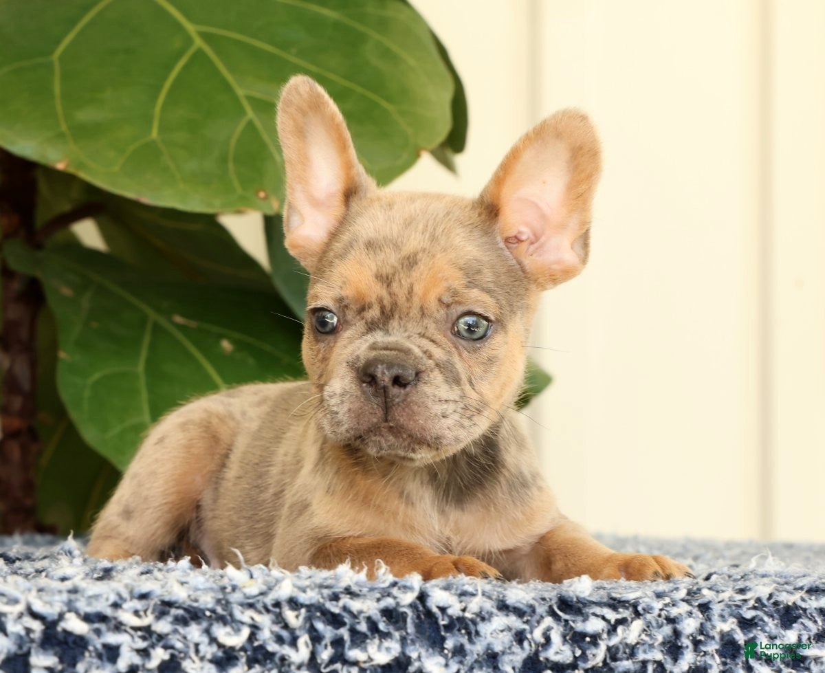 French Bulldog dogs Blaze - Ad 1
