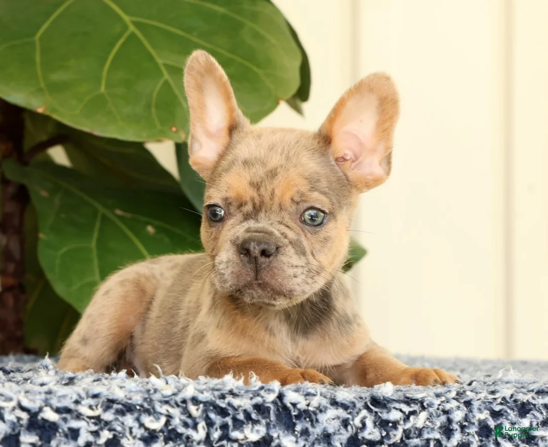 French Bulldog dogs for sale: Blaze - Ad 1