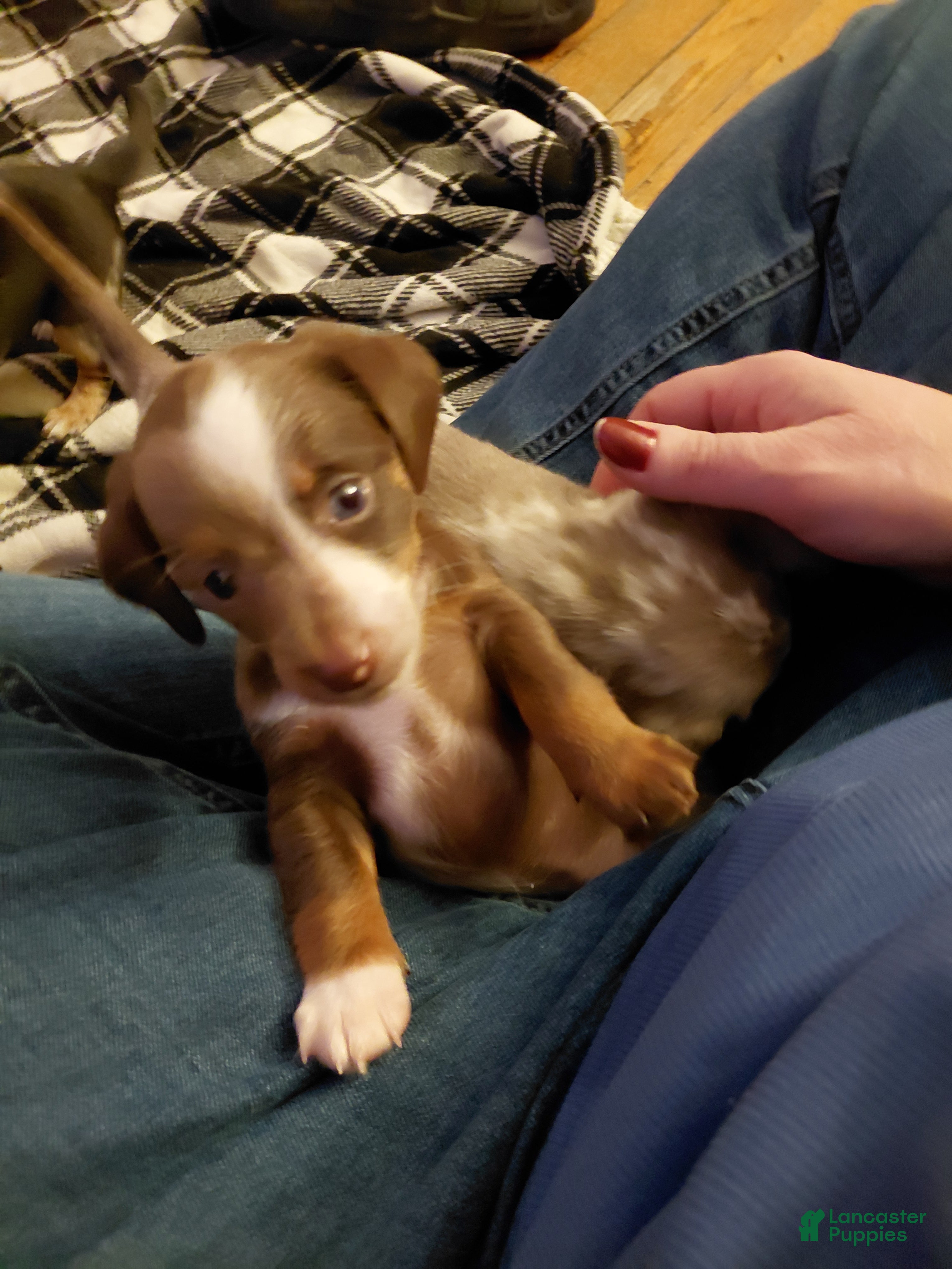 Miniature Dachshund dogs Louise - Ad 4