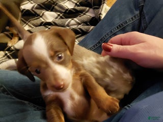 Miniature Dachshund dogs Louise - Ad 4