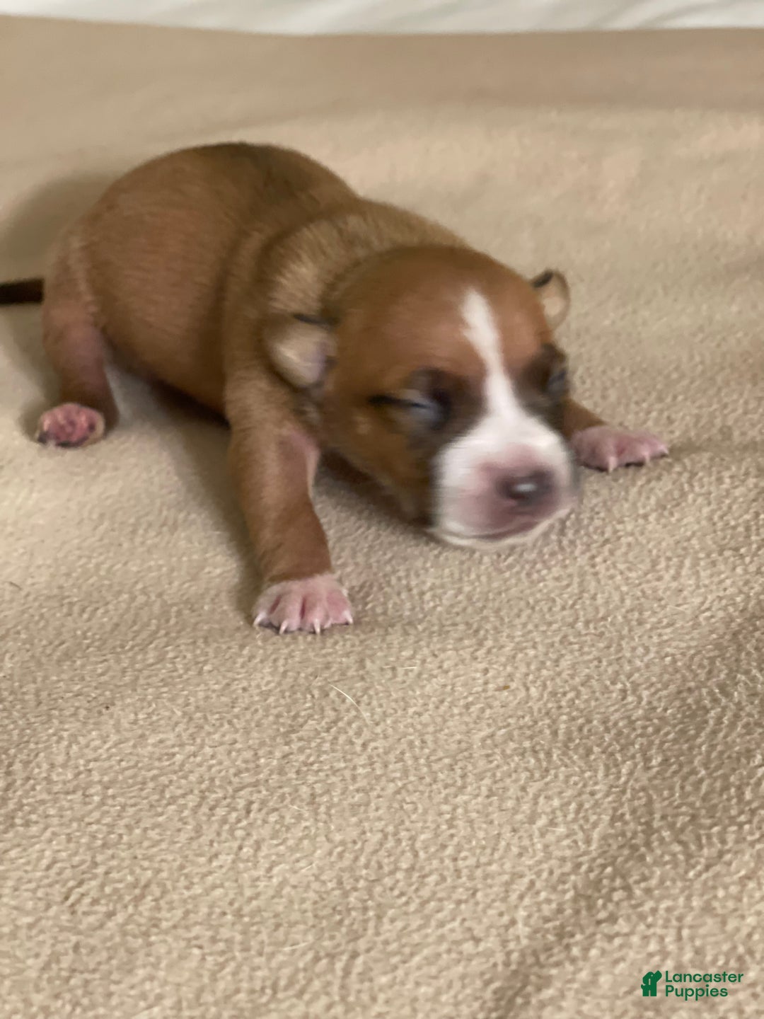 American Pit Bull Terrier dogs for sale: American Pit Bull Terrier Puppy 6 - Ad 2