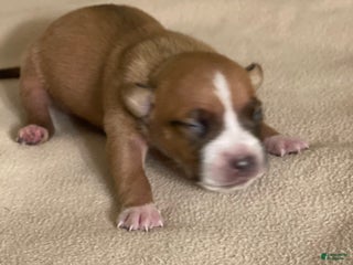 American Pit Bull Terrier dogs - Ad 33