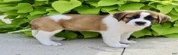 Saint Bernard dogs for sale: Gracie Beth - Ad 6