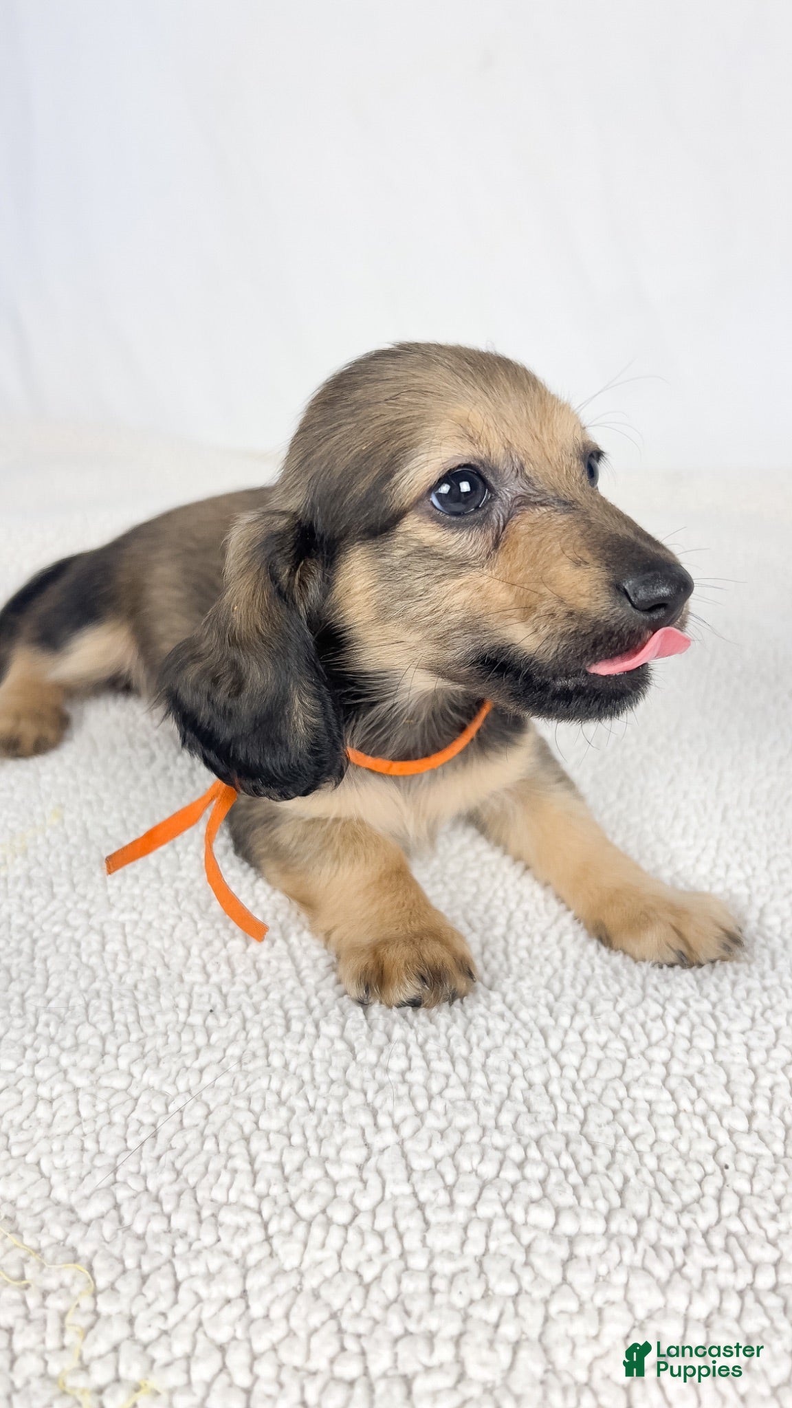 Miniature Dachshund dogs Frank - Ad 10