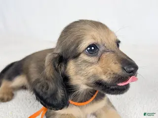 Miniature Dachshund dogs Frank - Ad 10