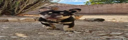French Bulldog dogs for sale: French Bulldog Puppy 1 - Ad 11