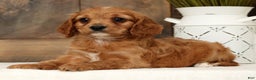 Cavapoo dogs for sale: Chase - Ad 8