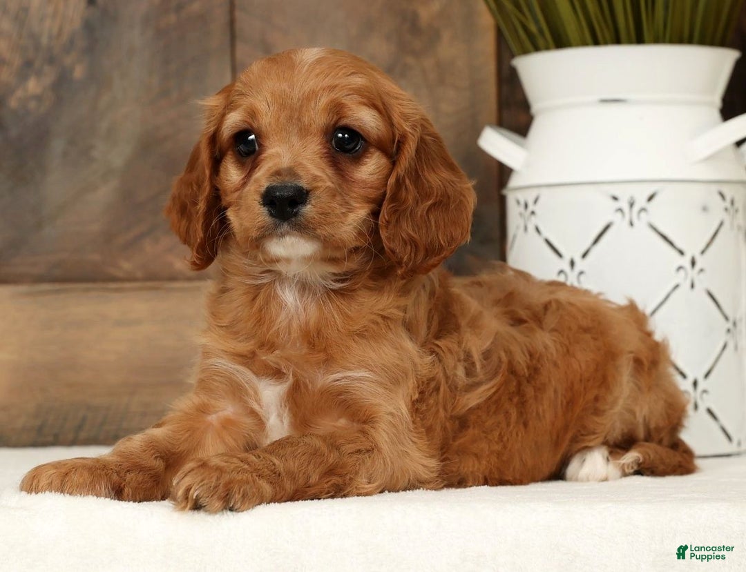 Cavapoo dogs for sale: Chase - Ad 8