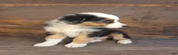 Australian Shepherd dogs for sale: Frank - Ad 5
