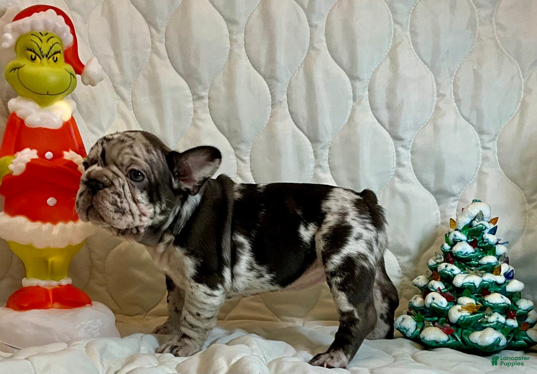 French Bulldog dogs for sale: Arrow - Ad 3