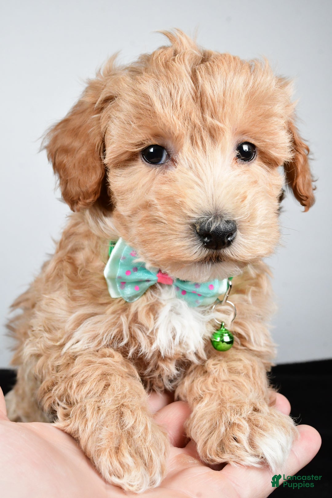 Maltipoo dogs for sale: Skipper - Ad 3