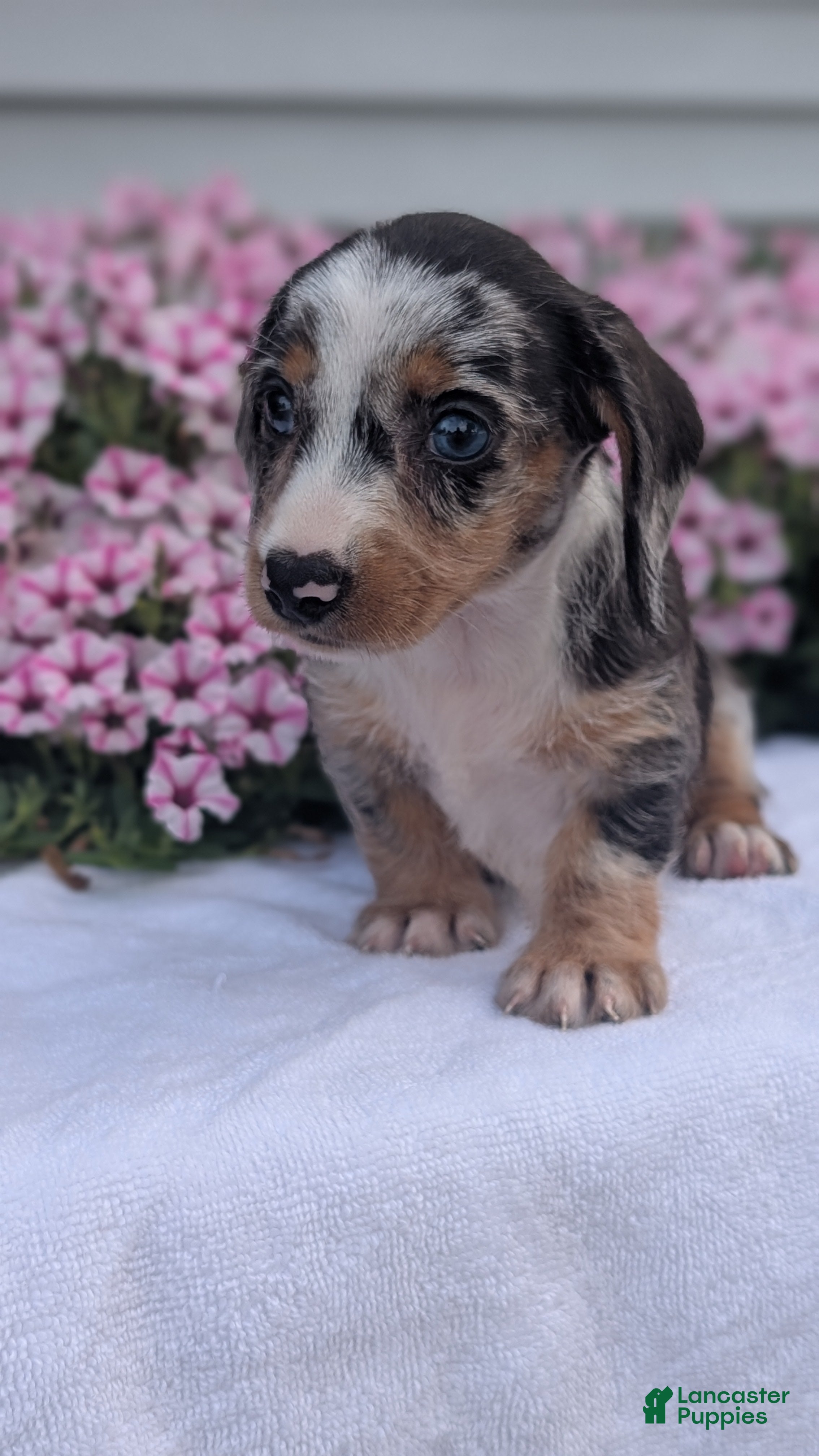 Miniature Dachshund dogs Kita - Ad 2