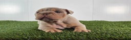 Olde English Bulldogge dogs for sale: Stella - Ad 3