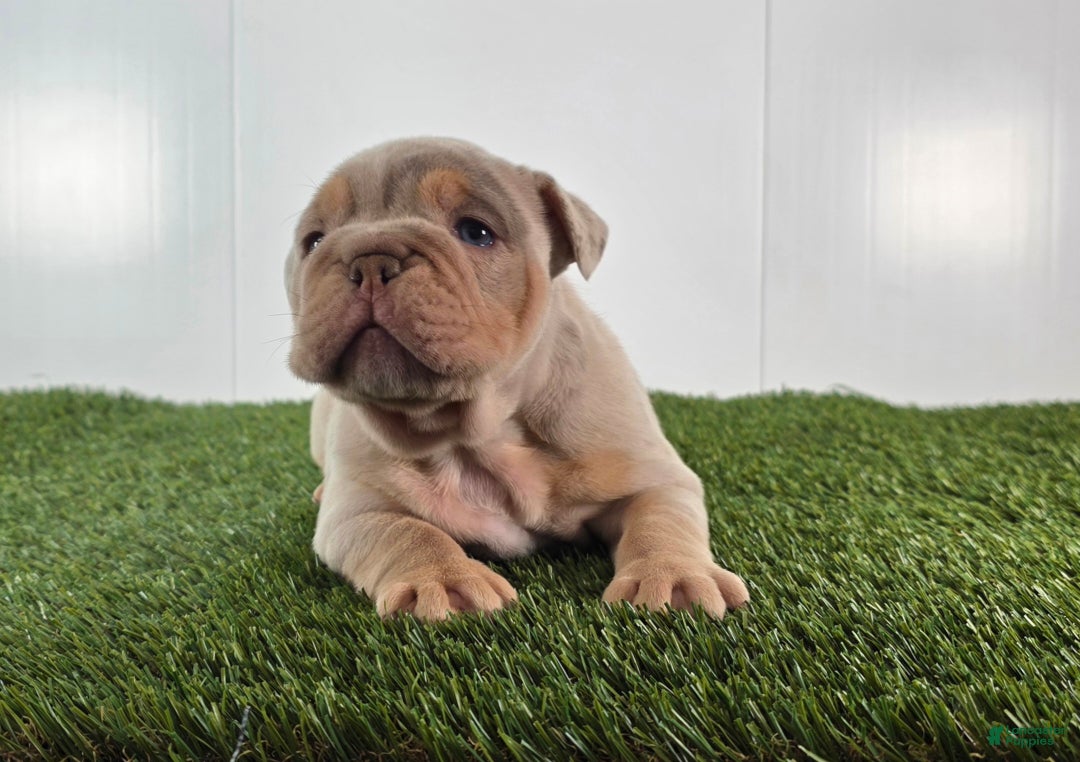 Olde English Bulldogge dogs for sale: Stella - Ad 3