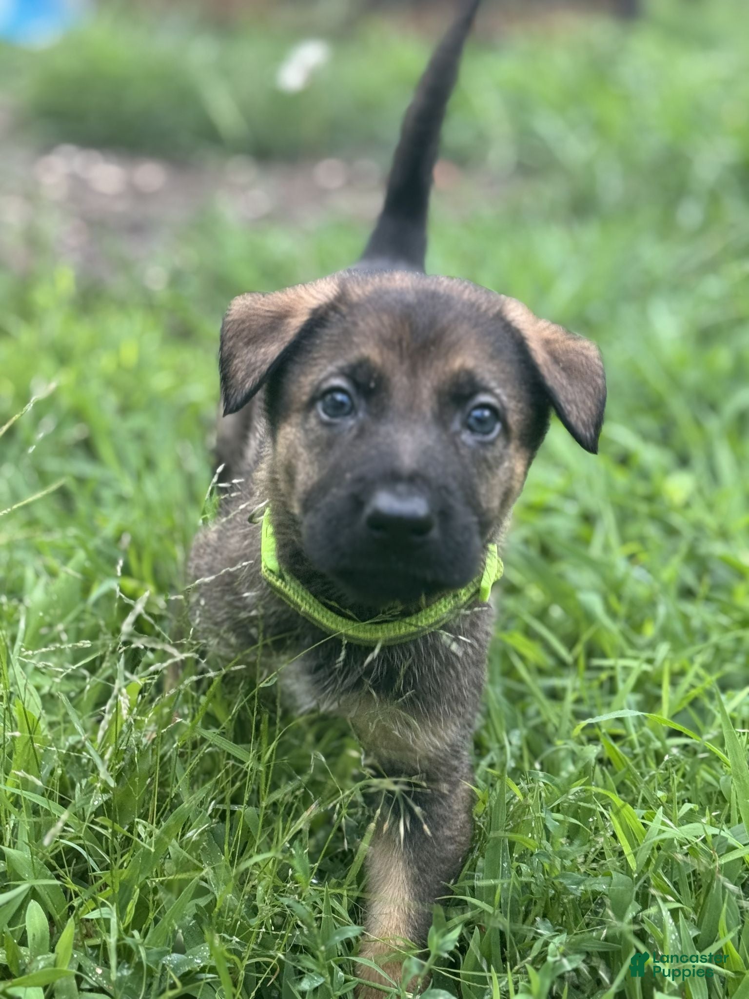 German Shepherd dogs Neon Green - Ad 31