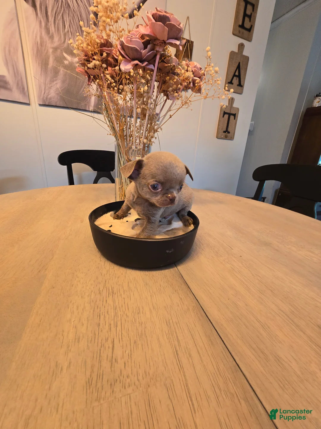 Chihuahua dogs for sale: alli - Ad 1