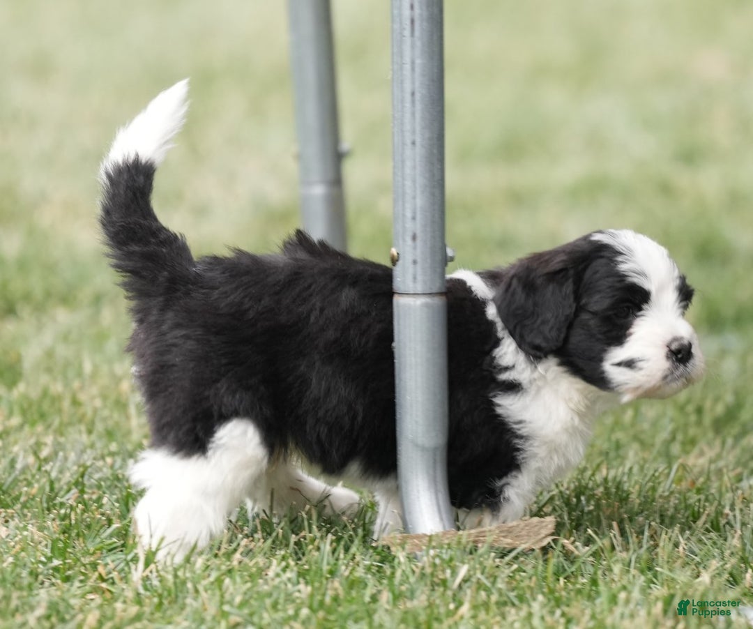 Saint Berdoodles dogs for sale: Bear - Ad 5