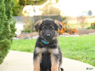 Mixed Breed dogs - Ad 8