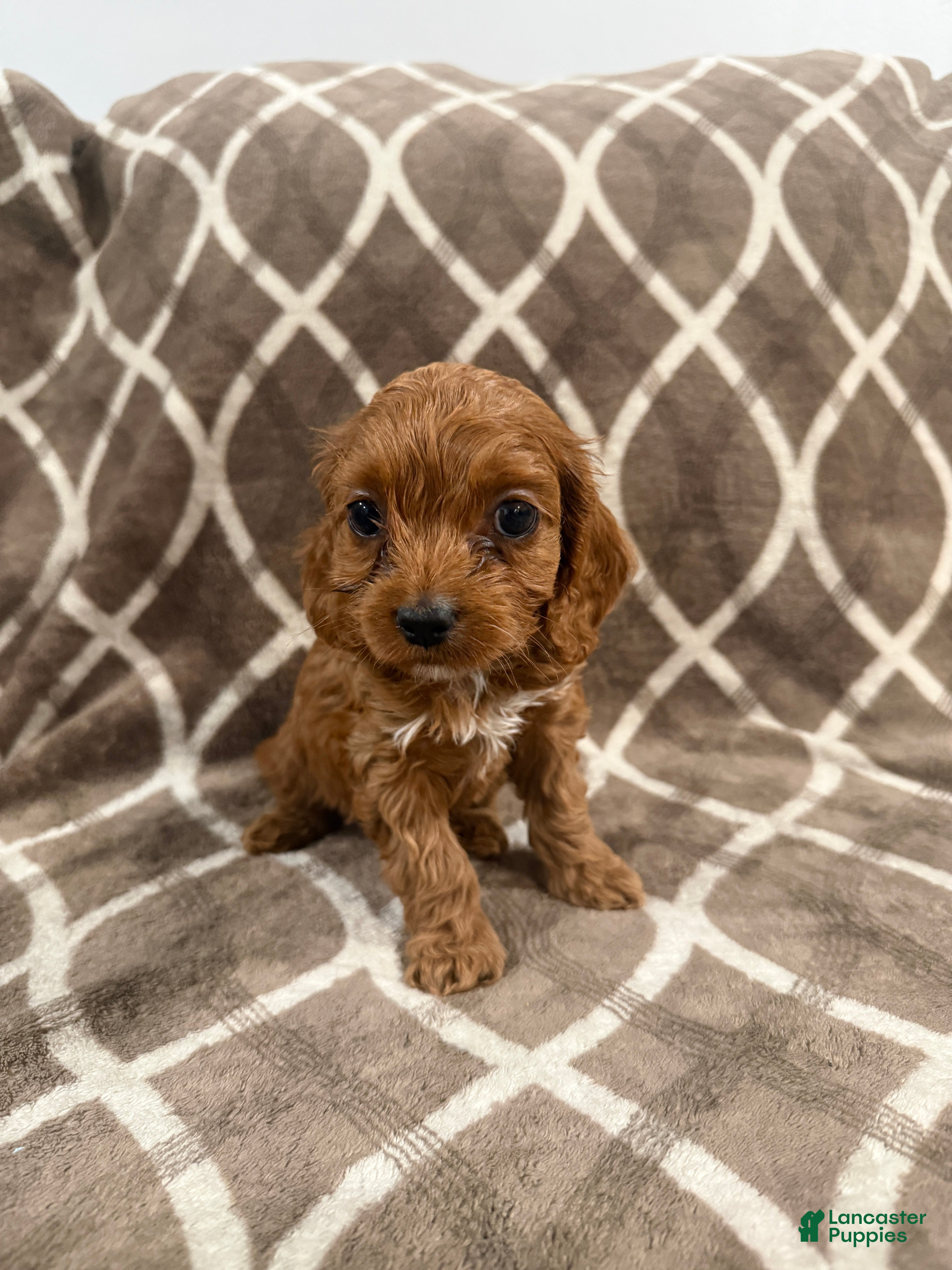 Cockapoo dogs Roxy - Ad 1