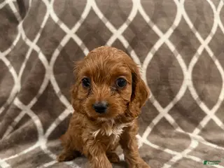 Cockapoo dogs for sale: Roxy - Ad 3
