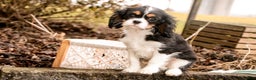 Cavalier King Charles Spaniel dogs for sale: Charlie - Ad 6