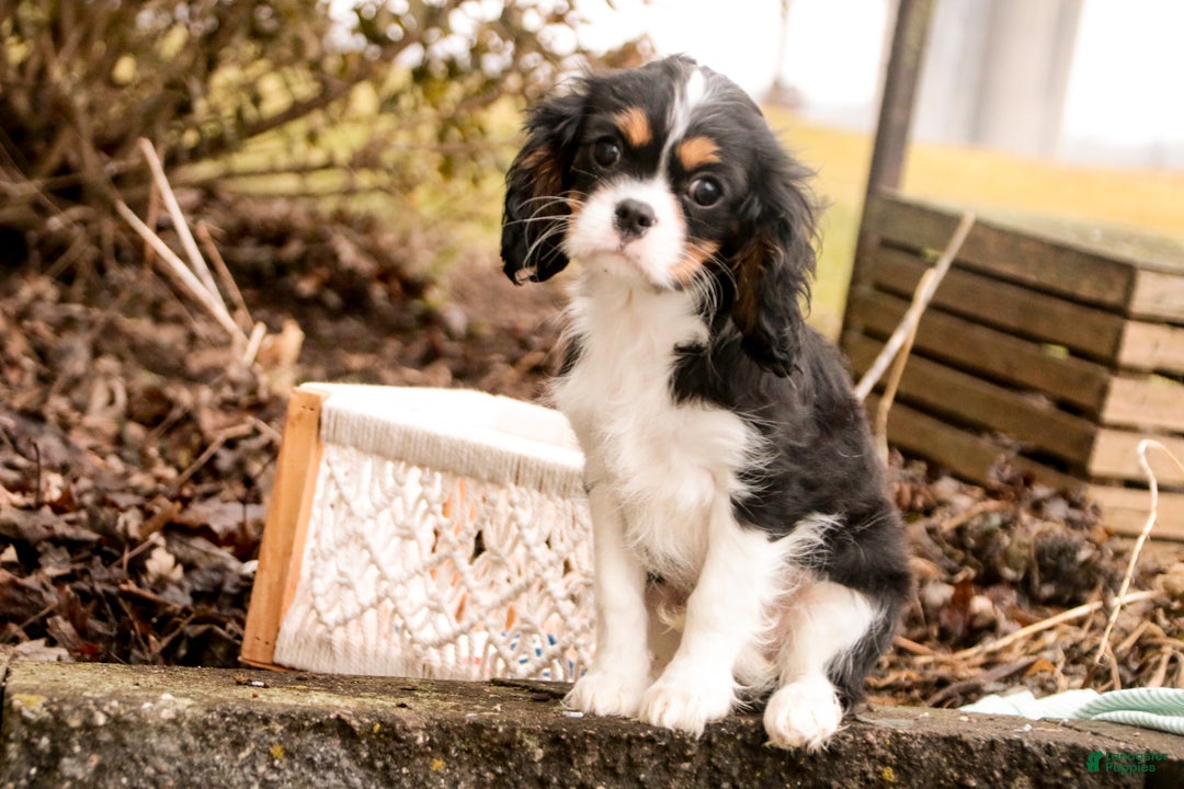 Cavalier King Charles Spaniel dogs for sale: Charlie - Ad 6